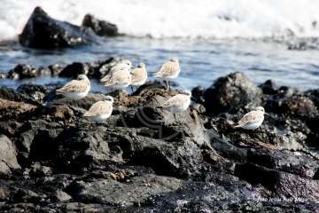 Un paseo con ensoñación en el inicio del verano por la costa de Telde (Reportaje gráfico Jesús Ruiz Mesa)